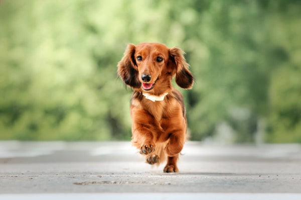Ideal Dachshund Weight & Proven Tips for Maintaining a Healthy Dog
