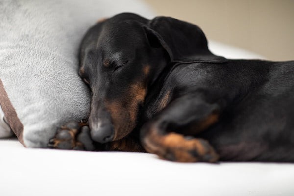 Ideal Dachshund Weight & Proven Tips for Maintaining a Healthy Dog