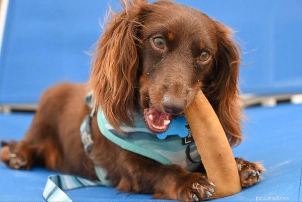 Ideal Dachshund Weight & Proven Tips for Maintaining a Healthy Dog