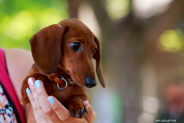 Ideal Dachshund Weight & Proven Tips for Maintaining a Healthy Dog