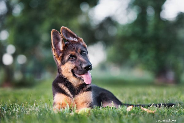 Premium Nutrition for German Shepherds: A Guide for Puppies, Adults & Seniors