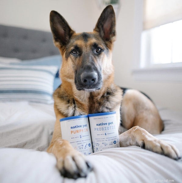 Premium Nutrition for German Shepherds: A Guide for Puppies, Adults & Seniors