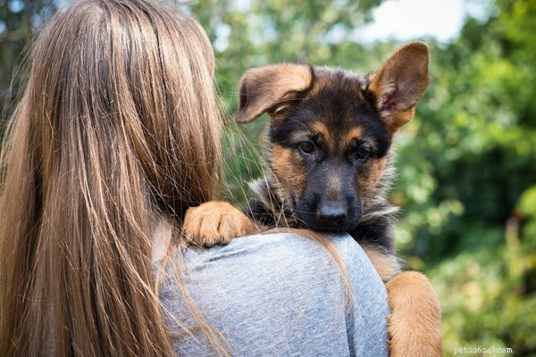 Premium Nutrition for German Shepherds: A Guide for Puppies, Adults & Seniors
