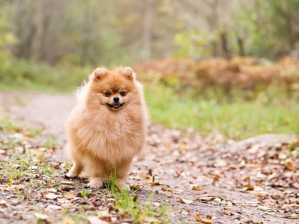 7 Common Pomeranian Health Issues & How to Spot & Treat Them
