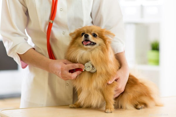 7 Common Pomeranian Health Issues & How to Spot & Treat Them