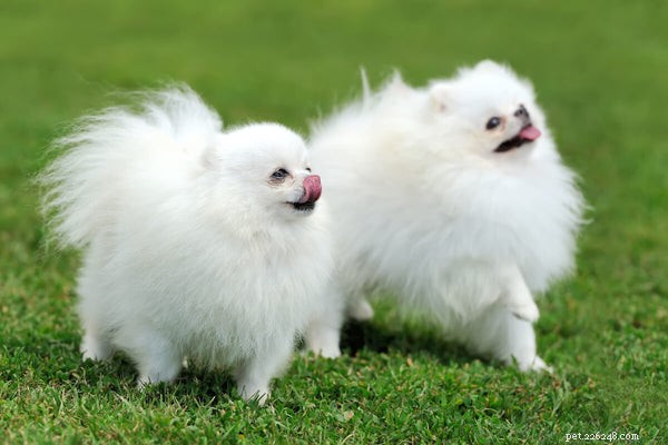 7 Common Pomeranian Health Issues & How to Spot & Treat Them