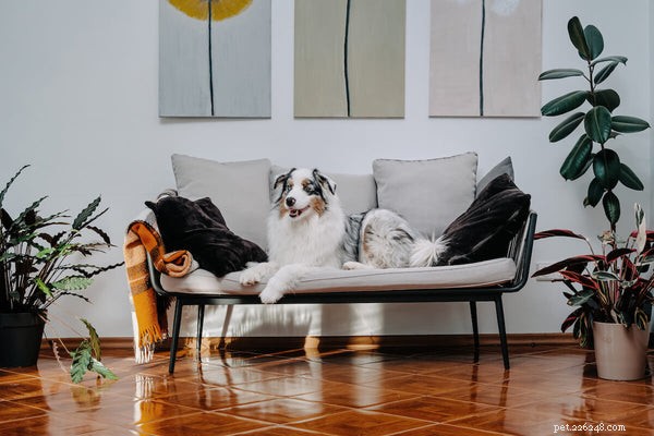 Do Australian Shepherds Shed? A Comprehensive Guide to Their Coat Care