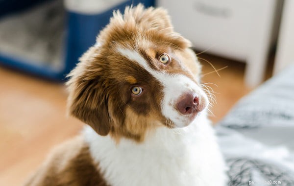 Do Australian Shepherds Shed? A Comprehensive Guide to Their Coat Care