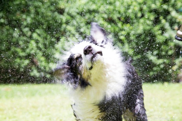 Do Australian Shepherds Shed? A Comprehensive Guide to Their Coat Care
