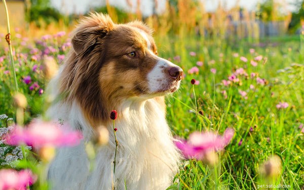Do Australian Shepherds Shed? A Comprehensive Guide to Their Coat Care