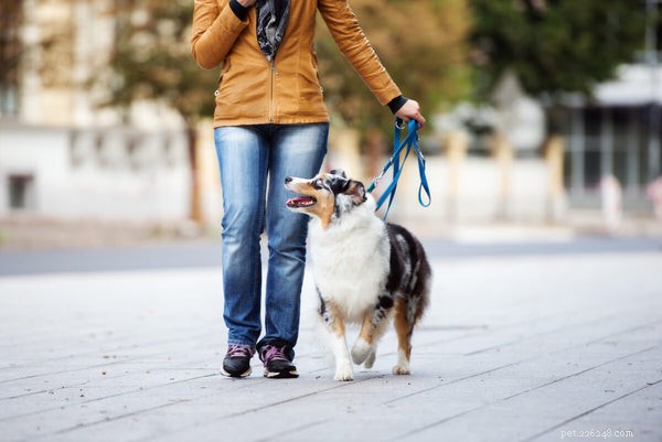 Do Australian Shepherds Shed? A Comprehensive Guide to Their Coat Care