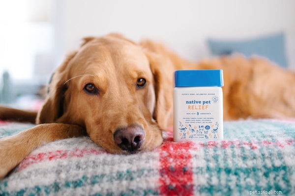 Expert Guide to Grooming Your Golden Retriever: Essential Hair Care Tips