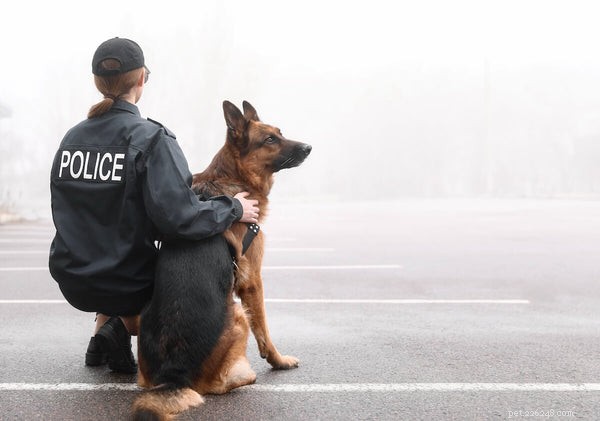 German Shepherds: Debunking Aggression Myths & Facts