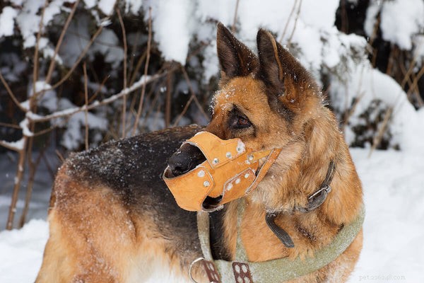 German Shepherds: Debunking Aggression Myths & Facts