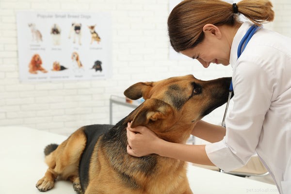 German Shepherds: Debunking Aggression Myths & Facts