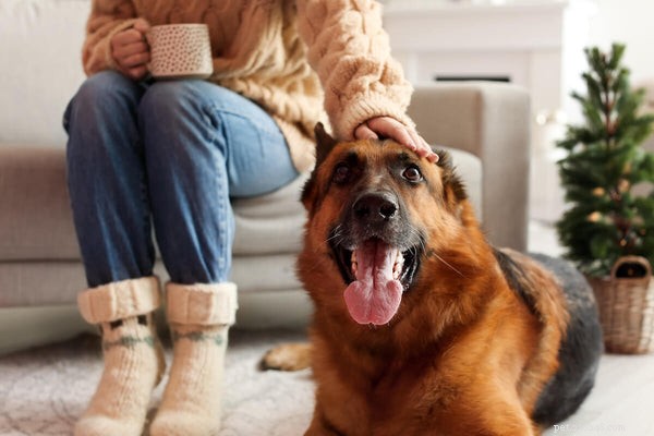 German Shepherds: Debunking Aggression Myths & Facts