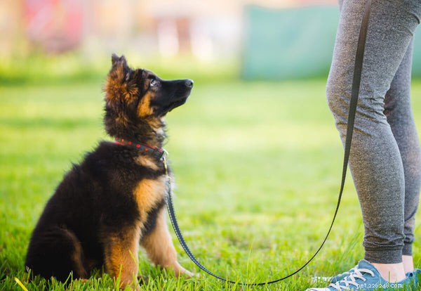 German Shepherds: Debunking Aggression Myths & Facts
