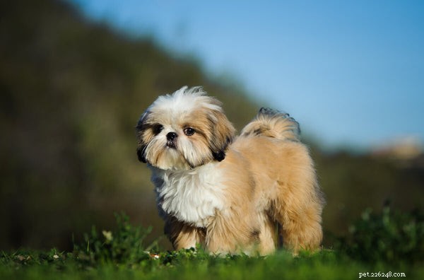Do Shih Tzus Shed? A Complete Guide to Their Coat Care