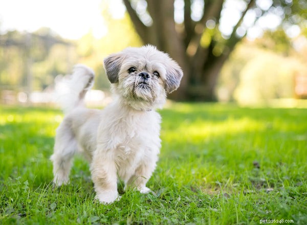 Do Shih Tzus Shed? A Complete Guide to Their Coat Care