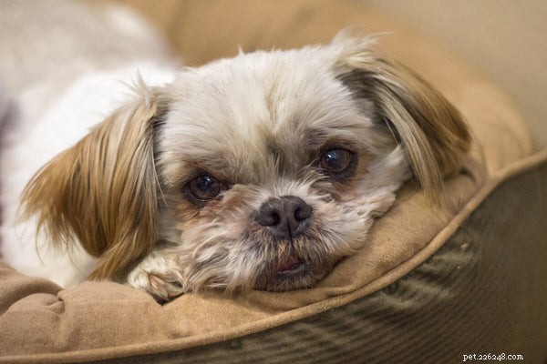 Do Shih Tzus Shed? A Complete Guide to Their Coat Care