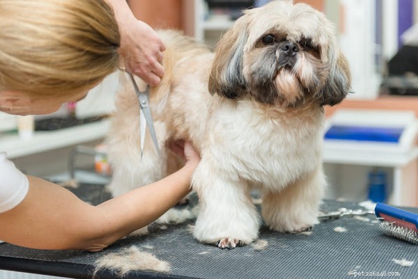 Do Shih Tzus Shed? A Complete Guide to Their Coat Care