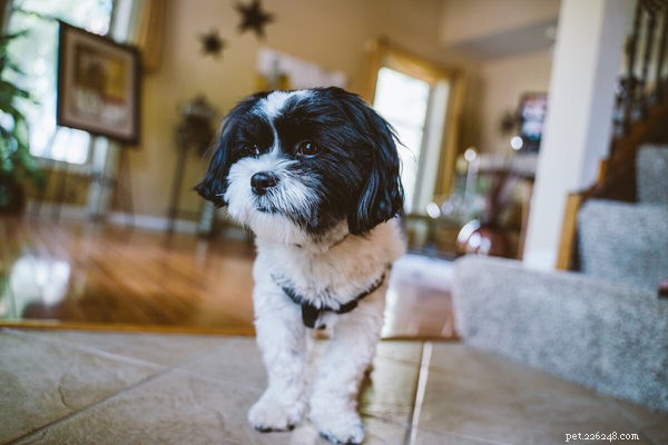 Do Shih Tzus Shed? A Complete Guide to Their Coat Care