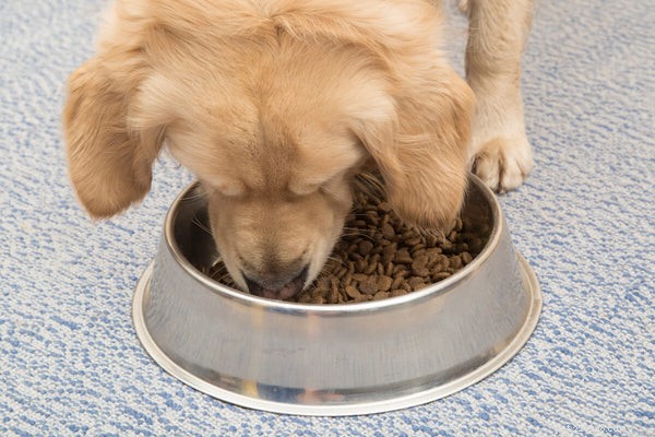 Optimal Nutrition for Golden Retrievers: Expert Food Choices & Diet Guidelines