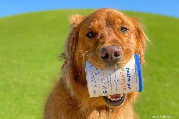 Optimal Nutrition for Golden Retrievers: Expert Food Choices & Diet Guidelines