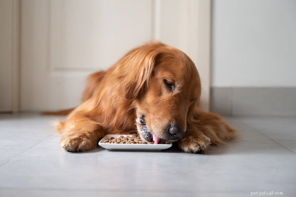 Optimal Nutrition for Golden Retrievers: Expert Food Choices & Diet Guidelines