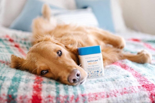 Optimal Nutrition for Golden Retrievers: Expert Food Choices & Diet Guidelines