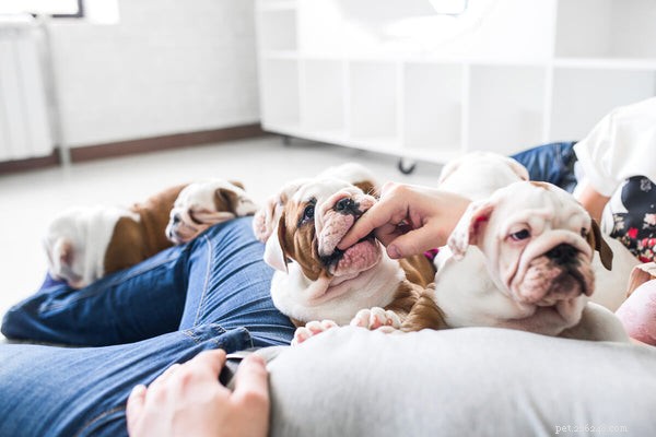 Understanding English Bulldog Temperament: Debunking Aggression Myths