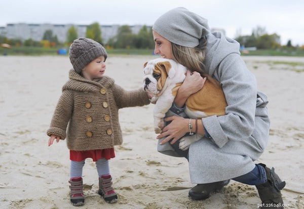 Understanding English Bulldog Temperament: Debunking Aggression Myths