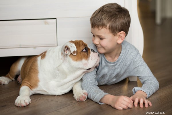Understanding English Bulldog Temperament: Debunking Aggression Myths