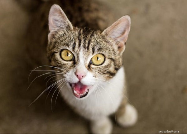 Revolutionary Findings on Pet Evolution and Behavior