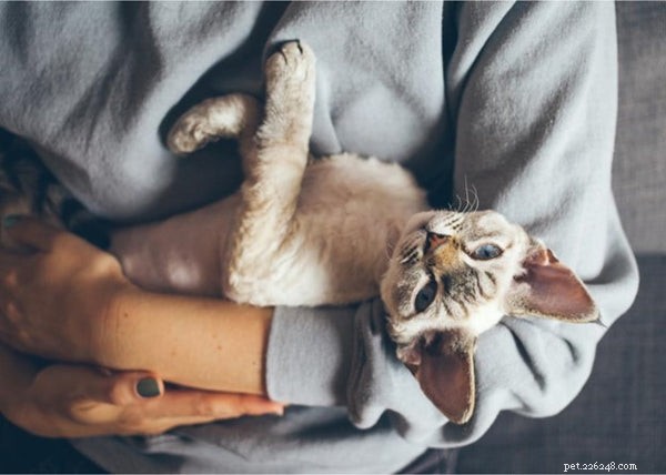 Revolutionary Findings on Pet Evolution and Behavior