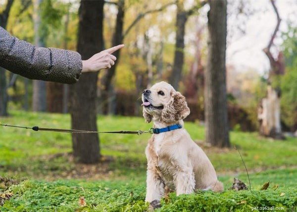 Revolutionary Findings on Pet Evolution and Behavior