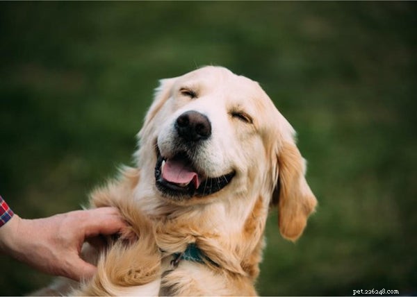 Revolutionary Findings on Pet Evolution and Behavior