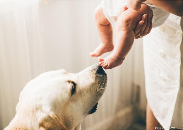 Revolutionary Findings on Pet Evolution and Behavior