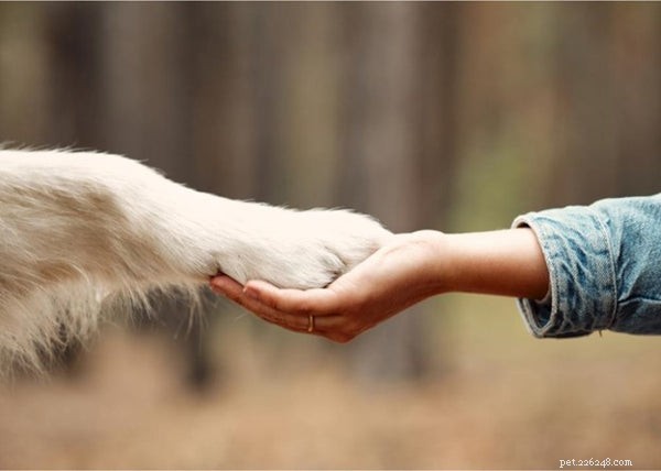 Revolutionary Findings on Pet Evolution and Behavior