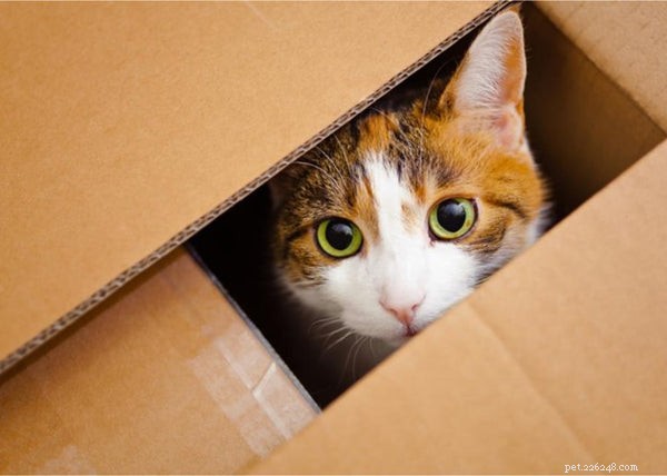 Revolutionary Findings on Pet Evolution and Behavior