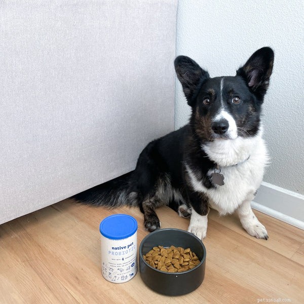 Corgis & Kids: A Parent’s Comprehensive Guide