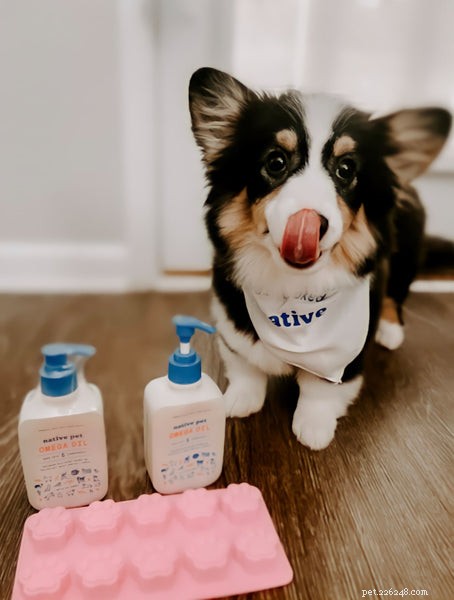 Corgis & Kids: A Parent’s Comprehensive Guide