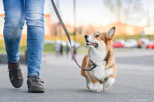 Corgis & Kids: A Parent’s Comprehensive Guide