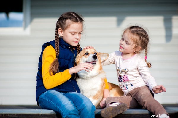 Corgis & Kids: A Parent’s Comprehensive Guide