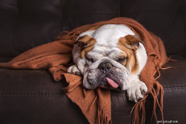 Do English Bulldogs Shed? Proven Hair Care Guide for Your Bulldog