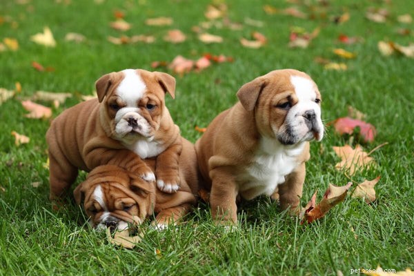 Do English Bulldogs Shed? Proven Hair Care Guide for Your Bulldog
