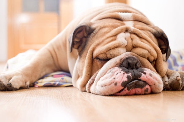 Do English Bulldogs Shed? Proven Hair Care Guide for Your Bulldog