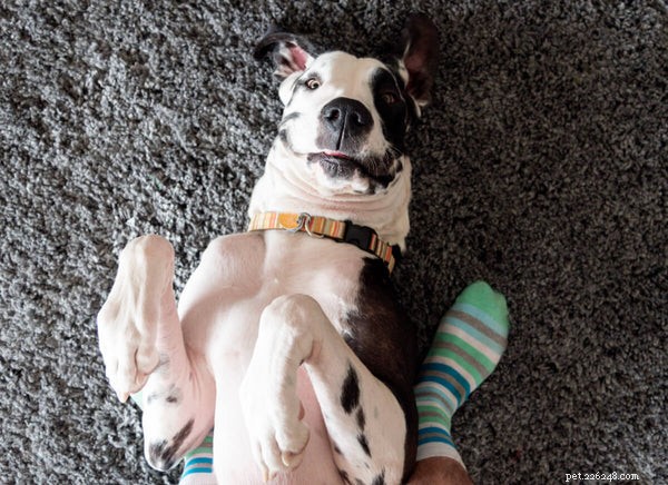 Great Dane Lifespan: How Long Do These Gentle Giants Live?