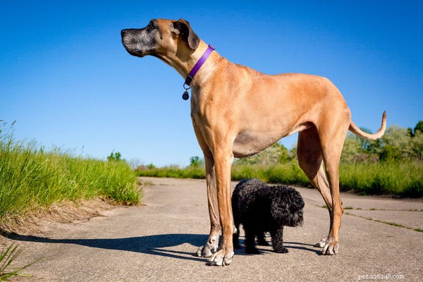 Great Dane Lifespan: How Long Do These Gentle Giants Live?
