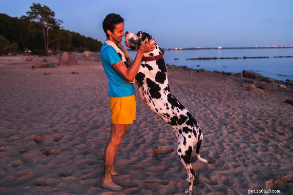 Great Dane Lifespan: How Long Do These Gentle Giants Live?